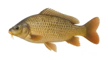 Ikan mas atau Cyprinus carpio yang dijual Kolam Ikan Erengan di Bogor